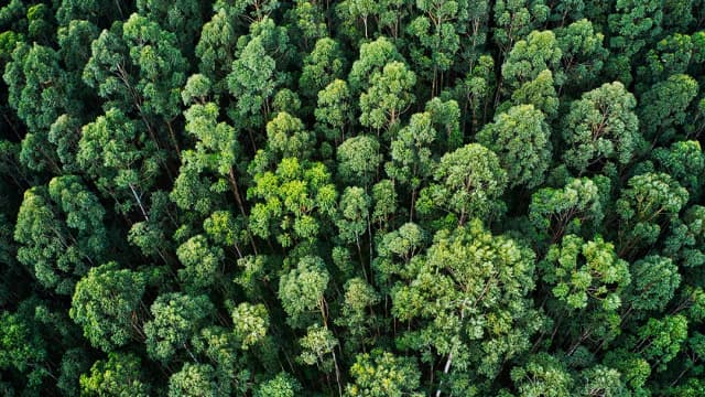 Tesouro anuncia segunda emissão de títulos sustentáveis no exterior