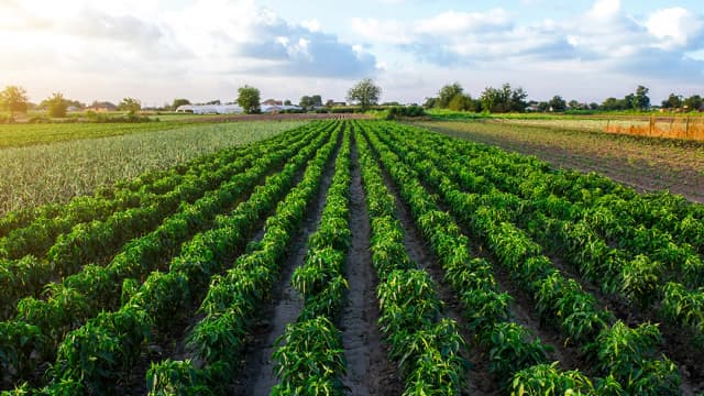 Demanda de alimentos deve elevar apetite do agro por crédito, mesmo com juros altos