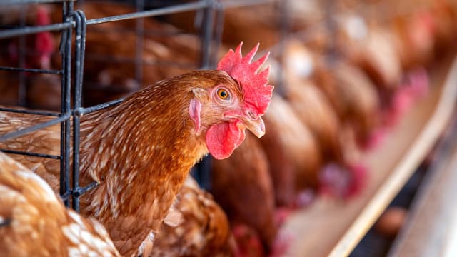 Restrição à venda de frango brasileiro afeta ações de frigoríficos