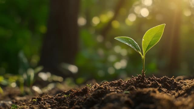 Blended Finance – o caminho para a transição climática no Brasil