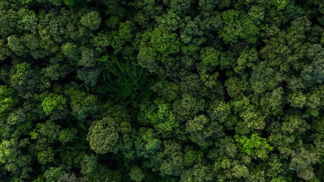 Fundo Florestas Tropicais e CPR Verde: a consolidação da economia da conservação no Brasil